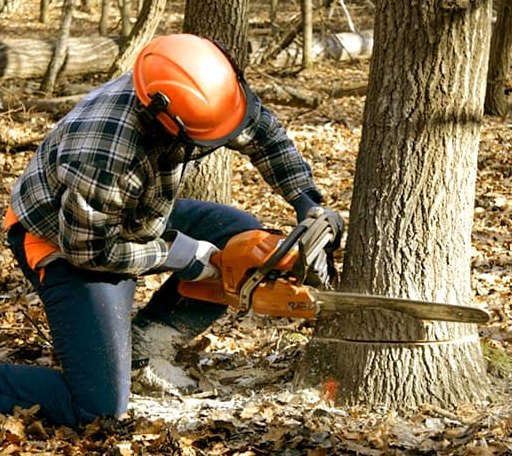 Tree Removal in Camden, MS